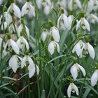 Wir sind viele! Schneeglöckchen demonstrieren für den Frühling