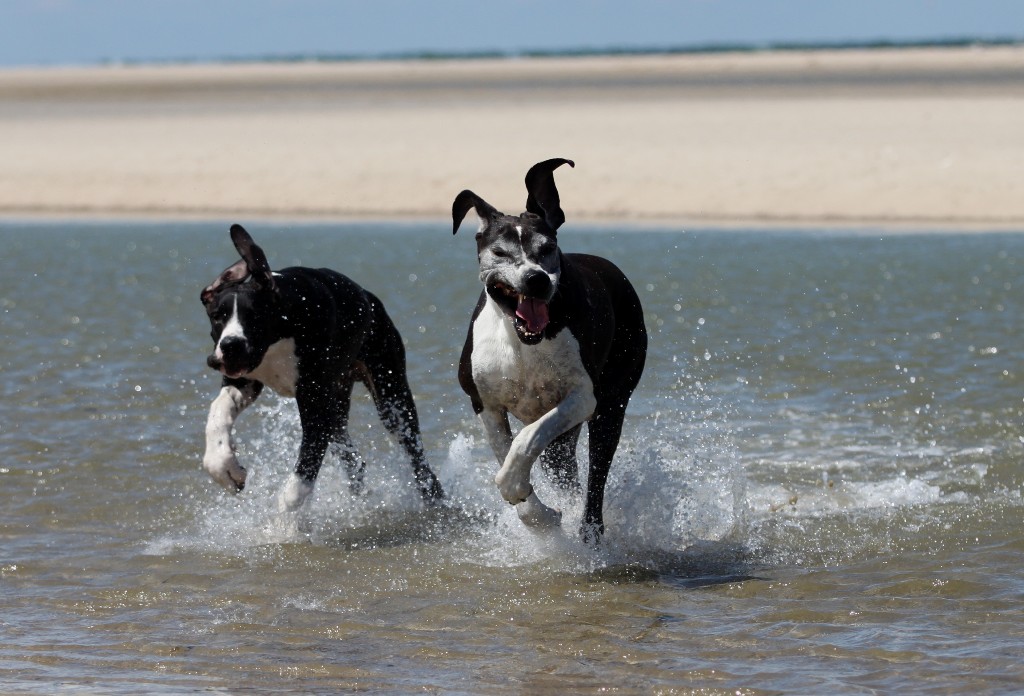 Wir sind Windhunde