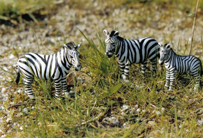 Wir sind Zebras, super Zebras