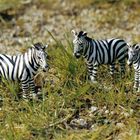 Wir sind Zebras, super Zebras