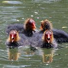 Wir singen im Quartett