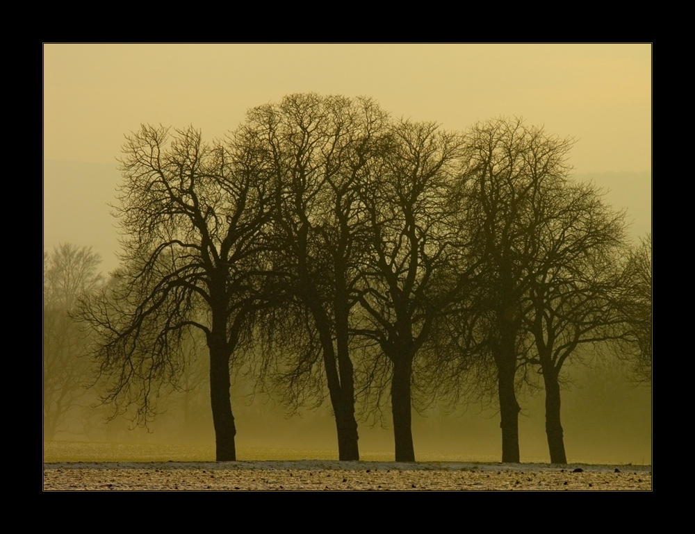 ...wir stehen zusammen... - oder: die Kastanie, ein Baum mit Charakter...