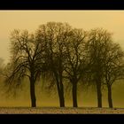 ...wir stehen zusammen... - oder: die Kastanie, ein Baum mit Charakter...