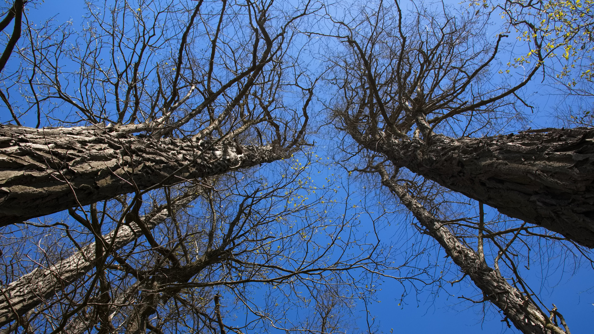Wir strecken uns zum Himmel Foto & Bild pflanzen, pilze & flechten