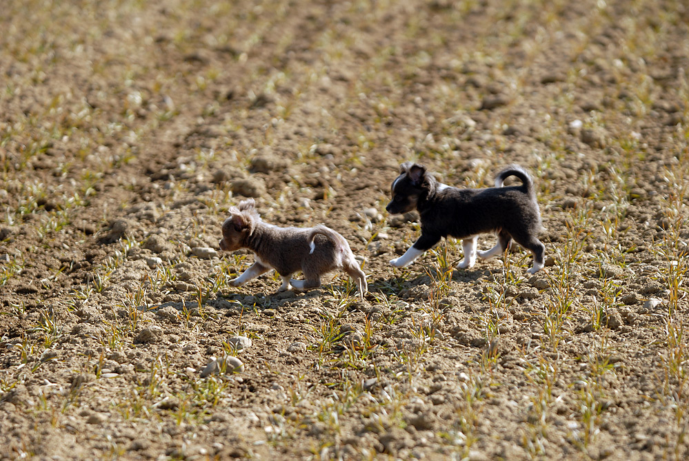 Wir Trampeln Durchs Getreide Wir Trampeln Durch Die Saat wir trampeln durchs getreide Foto & Bild | tiere, haustiere, hunde