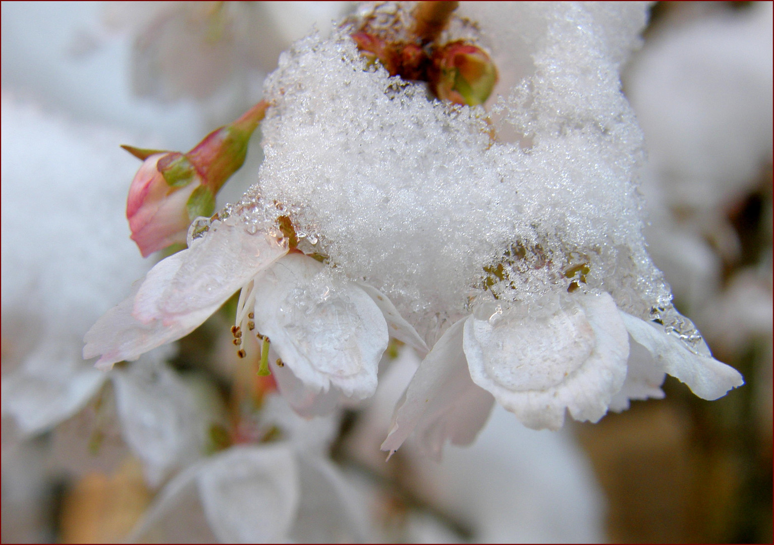 Wir trotzen dem Schnee