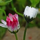 Wir unterschiedliche gefärbten Gänseblümchen