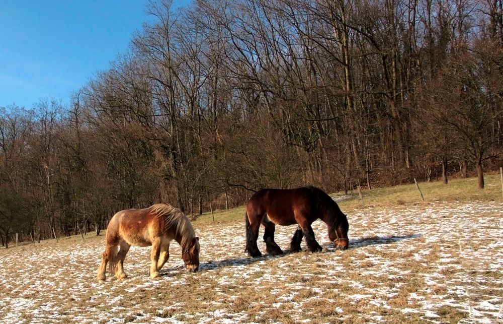 Wir verbringen das Wochenende im Freien ......