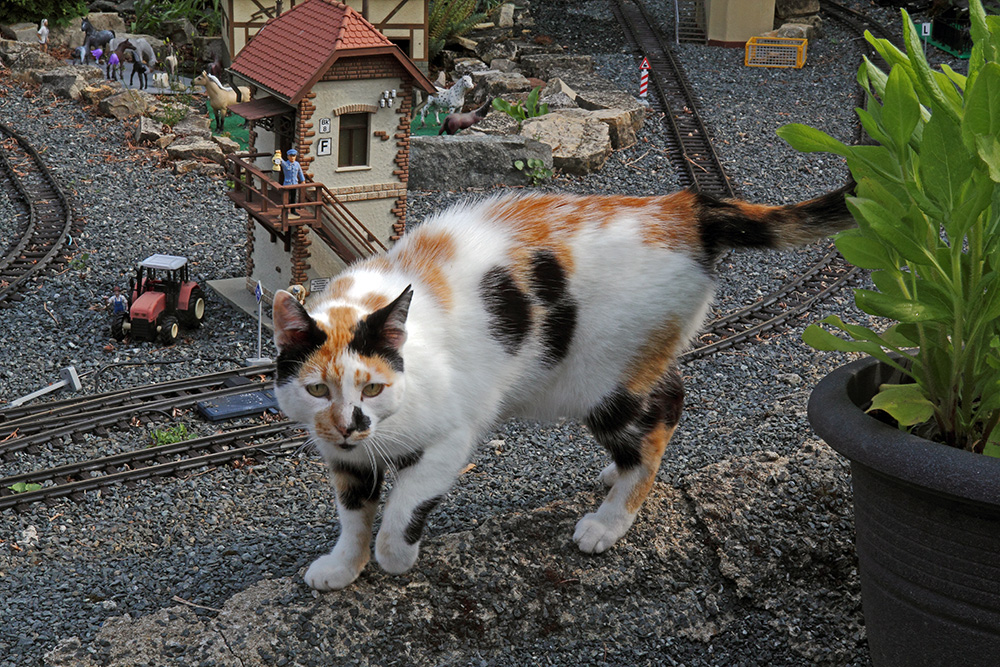 Wir vermuten das nach dem Tod von Kater Paul Mia nun bei uns im Gartenhaus...