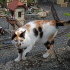 Wir vermuten das nach dem Tod von Kater Paul Mia nun bei uns im Gartenhaus...