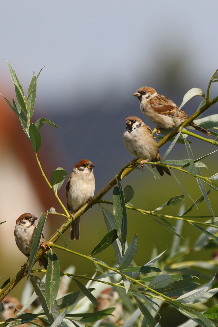 "Wir VIER sind HIER"