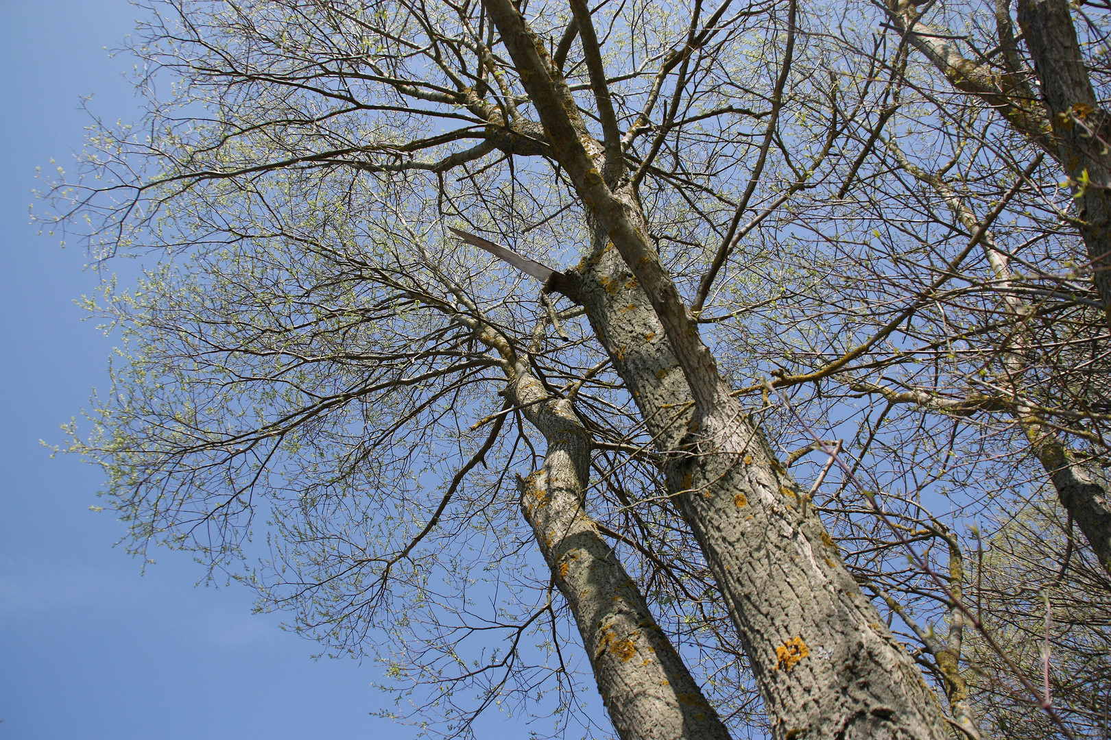 Wir wachsen in den Himmel