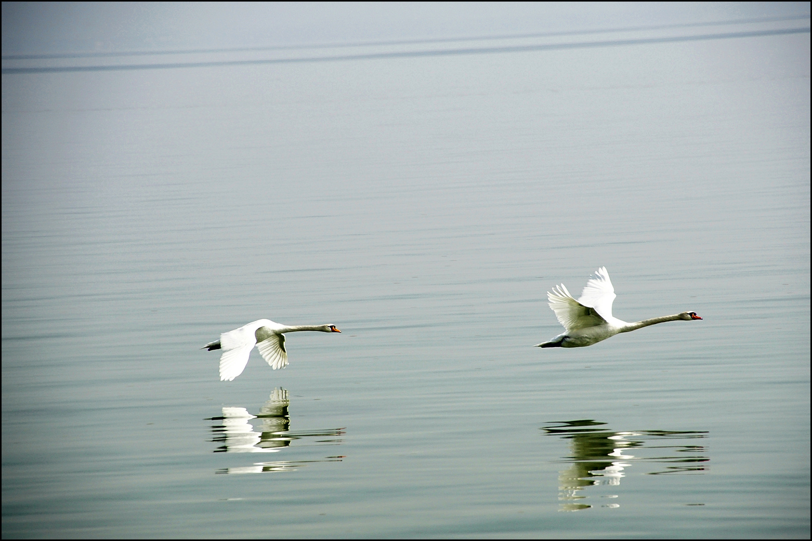 Wir wandern/fliegen aus....