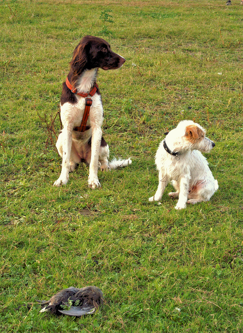 Lustige Bilder Braver Hund