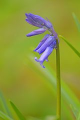 wir waren heute im Wald der blauen Blumen