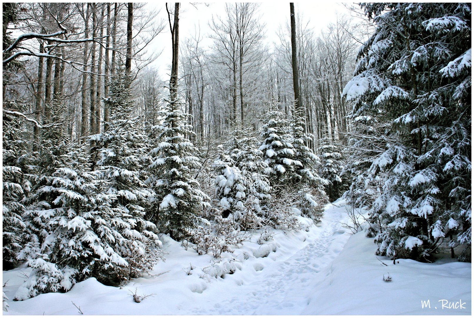 Wir waren nicht allein in diesem winterlichen Wald , 