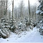 Wir waren nicht allein in diesem winterlichen Wald , 