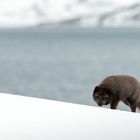 Wir waren zu Gast in seinem Fjord