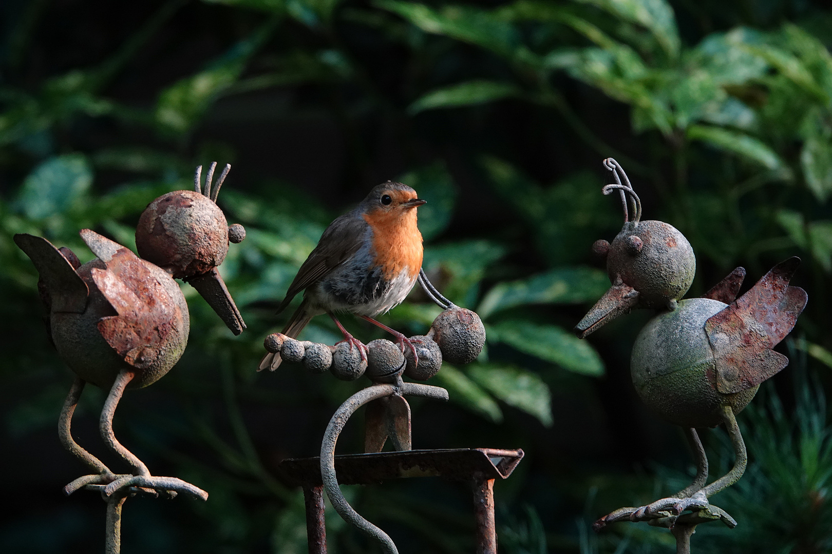 wir warten auf das Christkind Foto & Bild natur, tiere, vögel Bilder auf