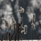 Wir warten auf den Frühling