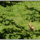 Wir warten auf den Sommer