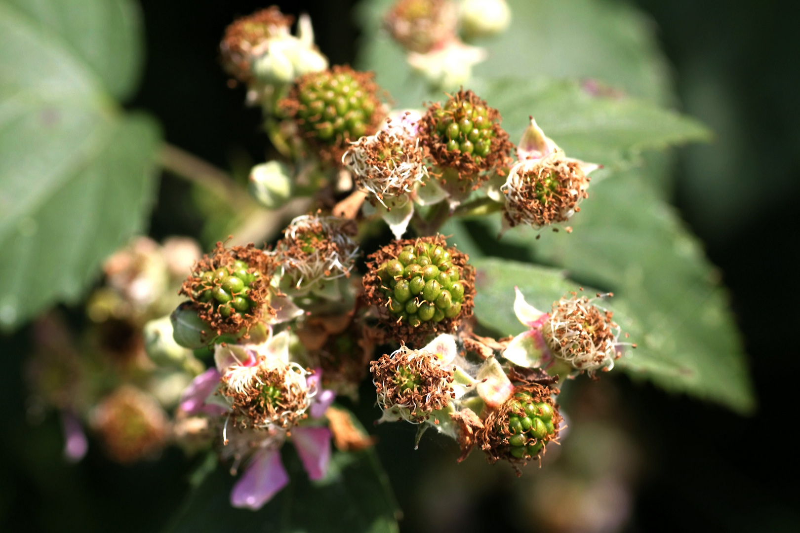 wir warten auf die Brombeeren