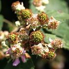 wir warten auf die Brombeeren