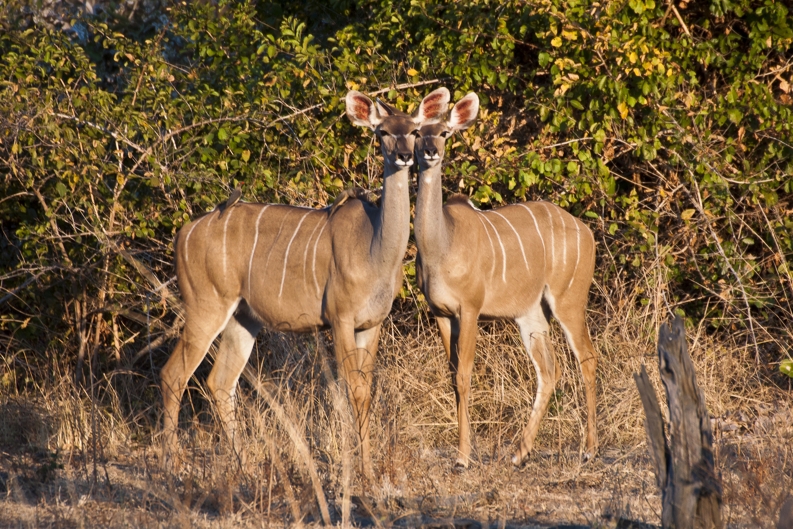 Wir werden beobachtet - Kudus / North Luangwa NP / 15.06.2013