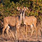 Wir werden beobachtet - Kudus / North Luangwa NP / 15.06.2013