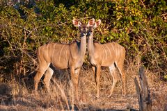 Wir werden beobachtet - Kudus / North Luangwa NP / 15.06.2013