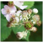 Wir werden einmal Himbeeren!