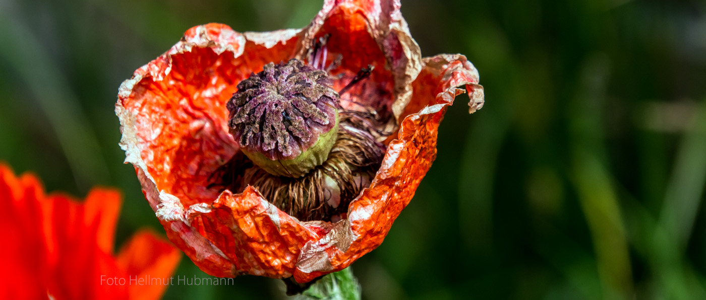 WIR WERDEN TÄGLICH 24 StUNDEN ÄLTER - ROTER MOHN UND PHILOSOPHIE