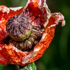 WIR WERDEN TÄGLICH 24 StUNDEN ÄLTER - ROTER MOHN UND PHILOSOPHIE