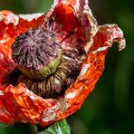 WIR WERDEN TÄGLICH 24 StUNDEN ÄLTER - ROTER MOHN UND PHILOSOPHIE