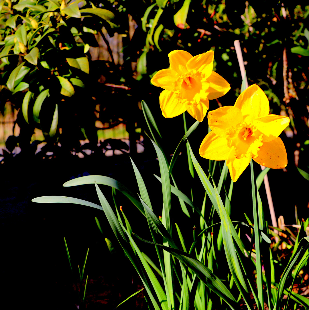 wir winken mal den frühling ein