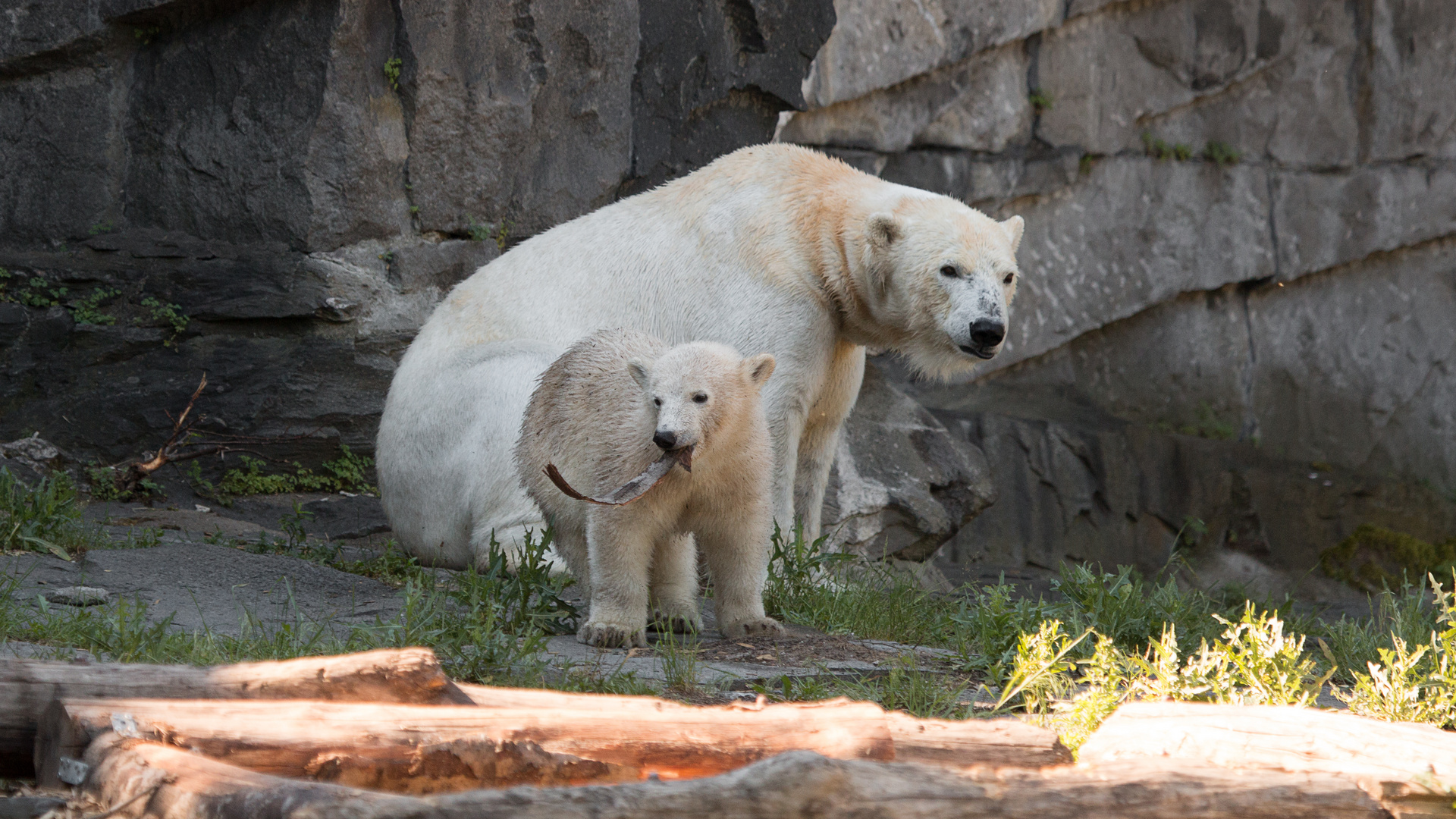 Wir wollen Die Eisbären sehen Foto & Bild deutschland, europe, berlin Bilder auf Wir wollen Die Eisbären sehen Foto & Bild deutschland, europe, berlin Bilder auf