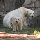 Wir wollen Die Eisbären sehen