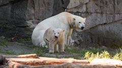 Wir wollen Die Eisbären sehen