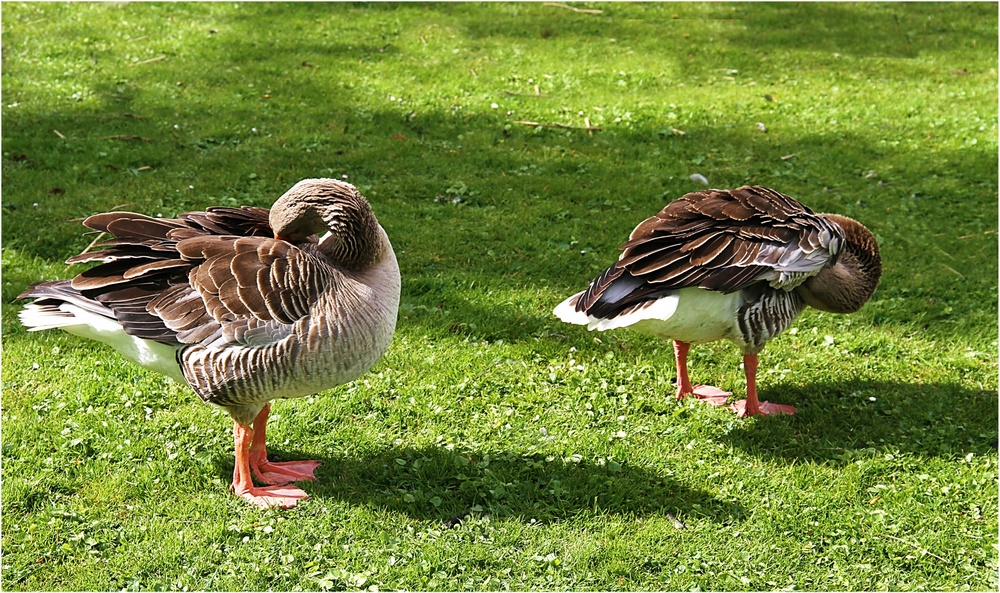 wir wollen fotografiert werden !