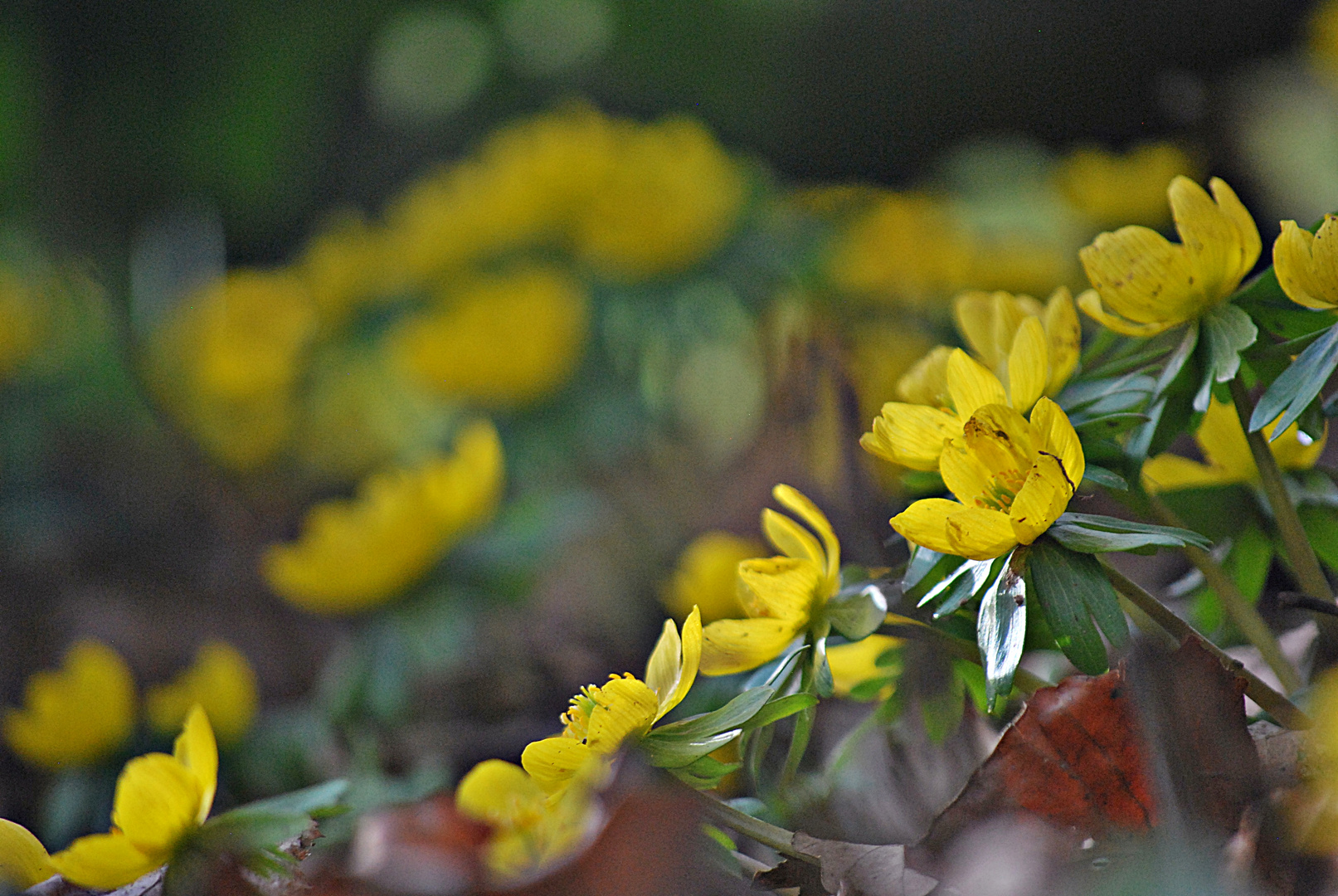 Wir wollen Frühling!...