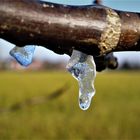 Wir wollen mal große Eiszapfen werden