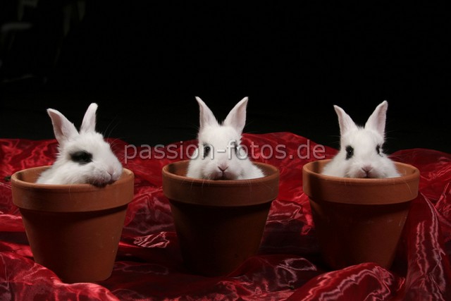 wir wollten eigentlich Blumen werden