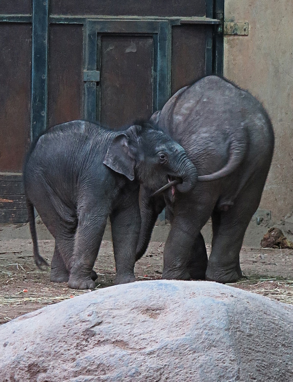 Wir wollten uns den im Januar geborenen Elefanten ansehen ...