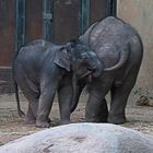 Wir wollten uns den im Januar geborenen Elefanten ansehen ...