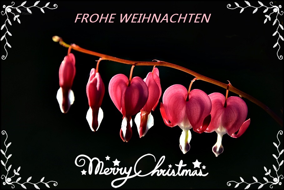 Wir wünschen ALLEN eine frohe Weihnacht !!!!