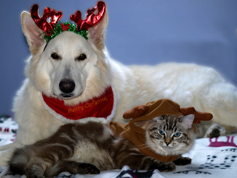 Wir wünschen allen eine schöne Advents- und Weihnachtszeit!