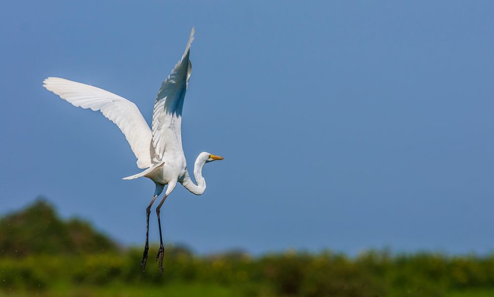 Wir wünschen einen guten Flug ! Foto &amp; Bild flug, tiere, vögel Bilder