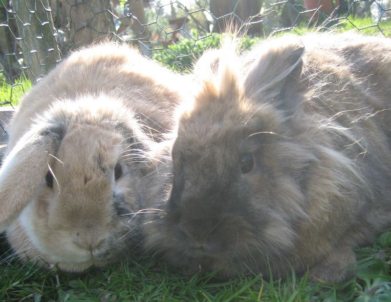 Wir wünschen frohe Ostern!