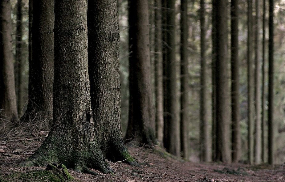 Wir zogen durch Wälder...