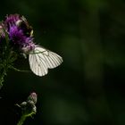 Wir zwei beiden und die Distel